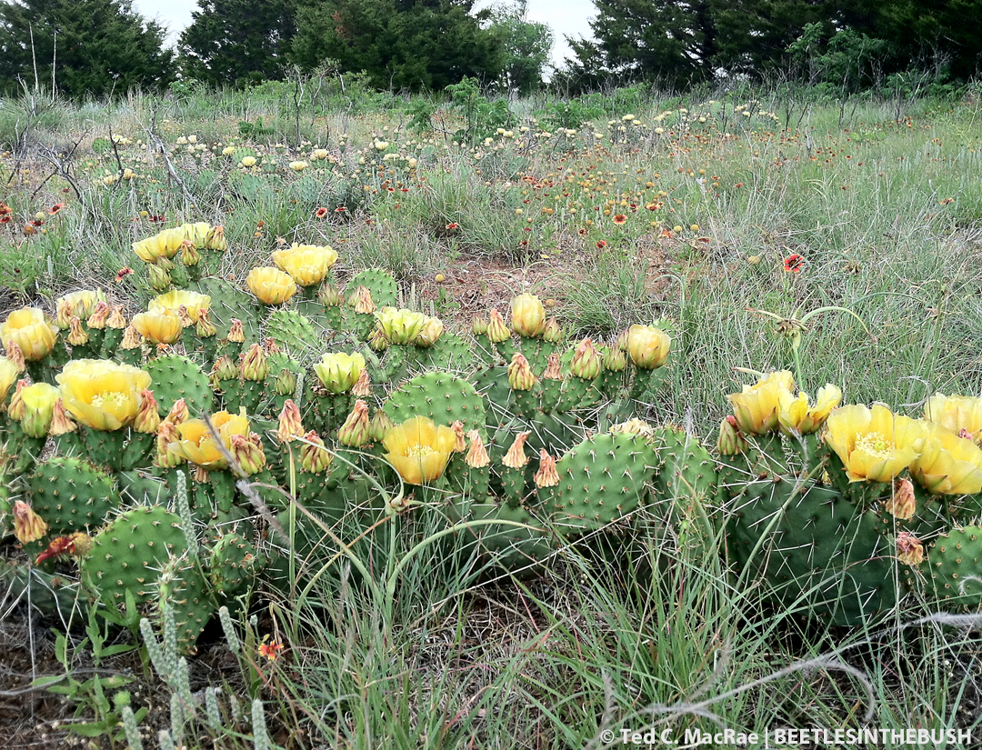 Opuntia phaecantha | Alabaster State Park, Woodward Co., Oklahoma